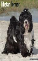 TIBETAN TERRIER W 2020