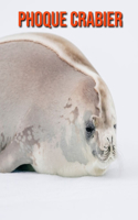 Phoque Crabier: Informations Etonnantes & Images