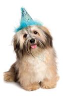 Havanese June Notebook & Journal. Productivity Work Planner & Idea Notepad: Brainstorm Thoughts, Self Discovery, To Do List