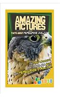 Amazing Pictures and Facts About Peregrine Falcons: The Most Amazing Fact Book for Kids About Peregrine Falcons (Kids U)