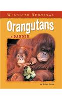Orangutans in Danger