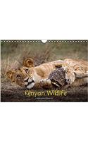 Kenyan Wildlife 2017