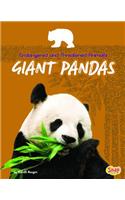 Giant Pandas