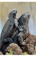 Marine Iguana on Galapagos Island Journal: 150 page lined notebook/diary