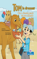 Des Chameaux Bienveillants (Caring Camels)