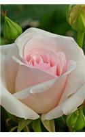 A Beautiful Pastel Pink Rose Beginning to Bloom Flower Journal: 150 Page Lined Notebook/Diary