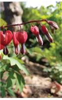 Bleeding Hearts