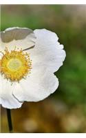 Anemone Notebook