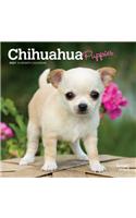 Chihuahua Puppies 2021 Mini 7x7