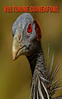 Vulturine Guineafowl