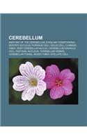 Cerebellum