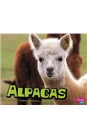 Alpacas: (Farm Animals)