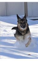 German Shepherd in Snow Journal