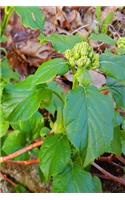 Spring Greens Journal: (Notebook, Diary, Blank Book)