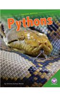 Pythons: (Amazing Reptiles)