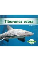 Tiburones Cebra (Zebra Sharks)