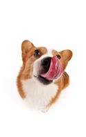 Corgi Notebook