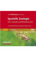 Bild-DVD, Spezielle Zoologie, Teil 1: Einzeller Und Wirbellose Tiere