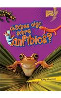 ¿Sabes algo sobre anfibios? (Do You Know about Amphibians?): (Libros Rayo — Conoce los grupos de animales (Lightning Bolt Books — Meet the Animal Groups))