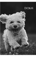 Dogs