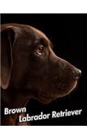 Brown Labrador Retriever