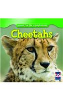 Cheetahs