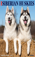 Just Siberian Huskies 2022 Wall Calendar (Dog Breed)
