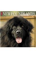 Just Newfoundlands 2018 Calendar