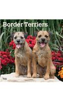 Border Terriers 2020 Square Btuk