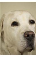 My Labrador Retriever Notebook