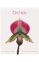 Deluxe Notecards: Orchids