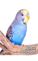 Budgie Notebook: Budgerigar - Parakeet - Composition Book 150 pages 8.5 x 11 in. - College Ruled - Writing Notebook - Lined Paper - Soft Cover - Plain Journal