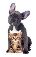 Puppy And Kitten