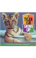A Tiger Cub Grows Up