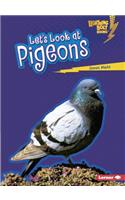 Let's Look at Pigeons