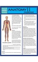 Anatomy II (Human) (Speedy Study Guide)