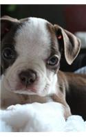 Tiny Little Boston Terrier Puppy Dog Journal: Take Notes, Write Down Memories in this 150 Page Lined Journal