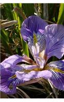 Iris Unguicularis Blooming in the Spring Garden Journal: Take Notes, Write Down Memories in this 150 Page Lined Journal