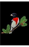 Rose-Breasted Grosbeak On Branch: Birder & Bird Lover Notebook - Lined 120 Pages 6x9 Journal