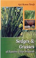 Sedges and Grasses: of Eastern Uttar Pradesh