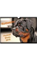 Rottweiler Portait Shots 2018 2018