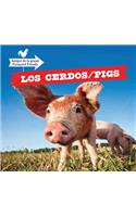 Cerdos / Pigs