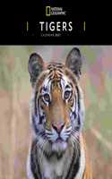 TIGERS NATIONAL GEOGRAPHIC SQUARE WALL C