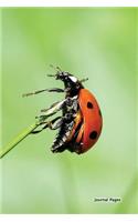 Journal Pages - Ladybug In Nature: 6" x 9", lined journal, blank book notebook, durable cover,150 pages for writing