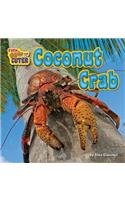 Coconut Crab