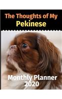 The Thoughts of My Pekinese