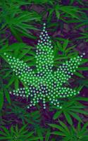 Cannabis