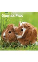 GUINEA PIGS 2020 SQUARE WALL CALENDAR