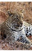 Lounging Leopard on the Savanna Africa Journal