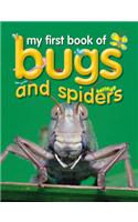 Bugs and Spiders